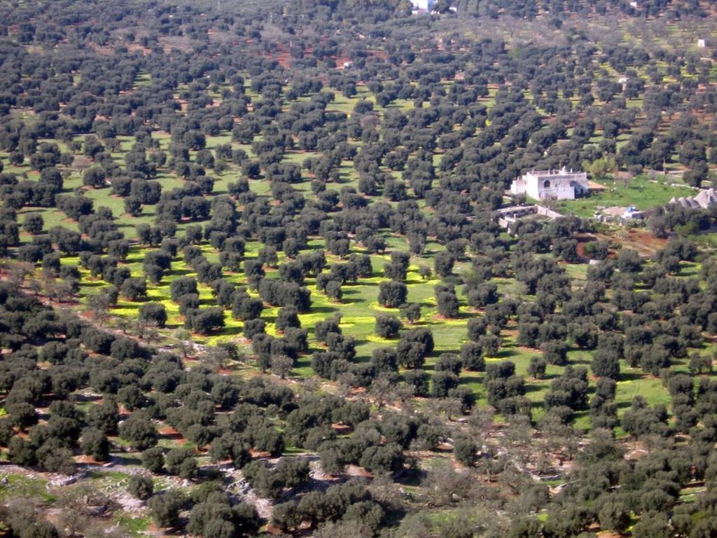 I Trulli Di Acquarossa Aparthotel Cisternino Buitenkant foto
